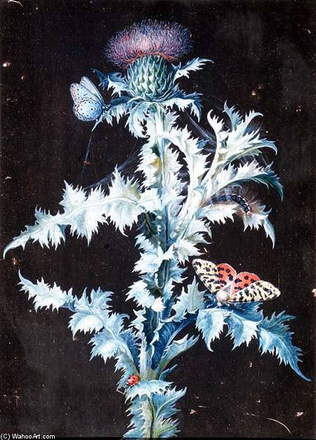 WikiOO.org - Encyclopedia of Fine Arts - Malba, Artwork Barbara Regina Dietzsch - Still Life Of A Thistle (gouache)