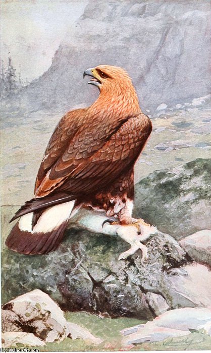 Wikioo.org - The Encyclopedia of Fine Arts - Painting, Artwork by Friedrich Wilhelm Kuhnert - Golden Eagle