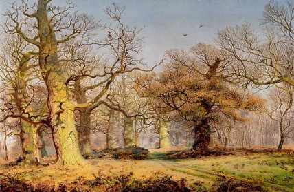 Wikioo.org - The Encyclopedia of Fine Arts - Painting, Artwork by Andrew Maccallum - Oak Trees In Sherwood Forest