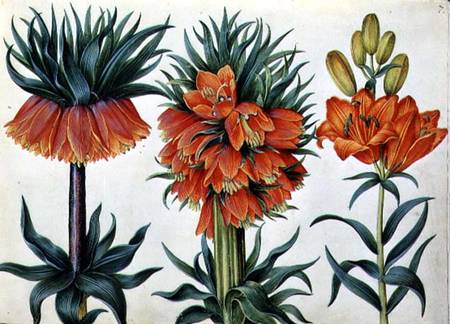 Wikioo.org - The Encyclopedia of Fine Arts - Painting, Artwork by Alexander Marshal - Crown Imperial Lily
