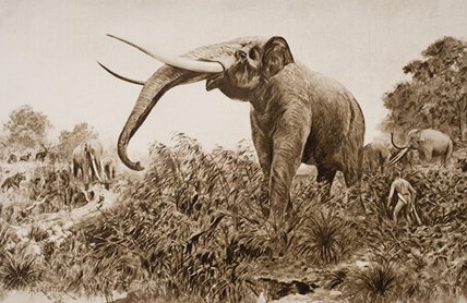 WikiOO.org - Енциклопедия за изящни изкуства - Живопис, Произведения на изкуството Amédée Forestier - The Chatham Elephant