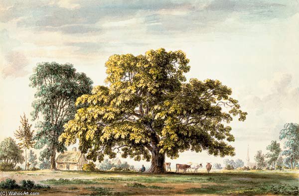 Wikioo.org - The Encyclopedia of Fine Arts - Painting, Artwork by Anthony Devis - A Walnut Tree At Denton, Near Grantham And