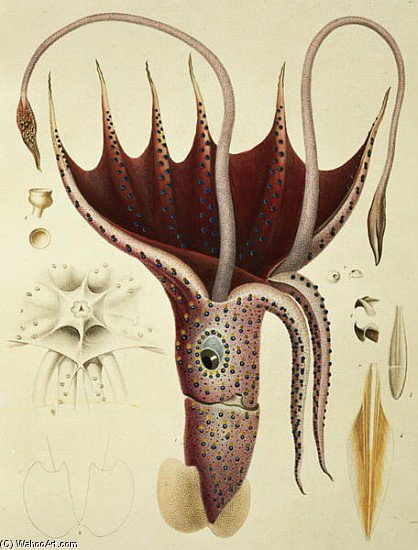 Wikioo.org - The Encyclopedia of Fine Arts - Painting, Artwork by Antoine Chazal - Histoire Naturelle Generale Et Particuliere Des Cephalopodes Acetabuliferes