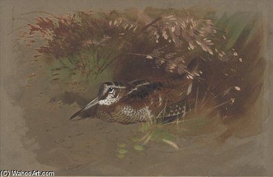 WikiOO.org - Encyclopedia of Fine Arts - Maleri, Artwork Archibald Thorburn - Study Of A Woodcock Amongst Foliage