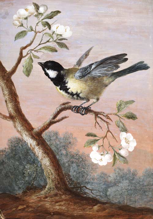 WikiOO.org - Encyclopedia of Fine Arts - Maalaus, taideteos Barbara Regina Dietzsch - Great Tit On Fruit Flower Branch