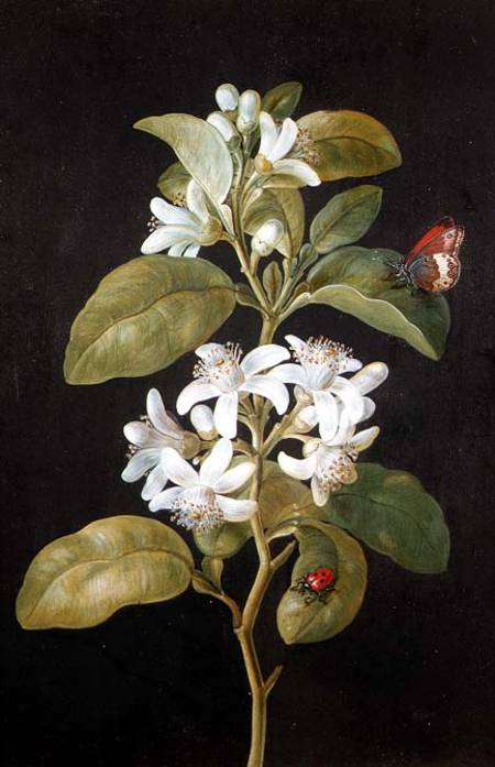 WikiOO.org - Encyclopedia of Fine Arts - Festés, Grafika Barbara Regina Dietzsch - Pear Blossom
