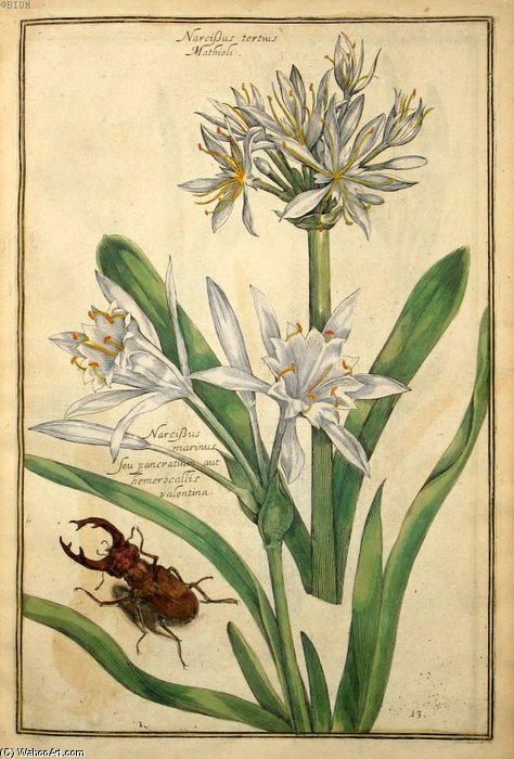 WikiOO.org - 백과 사전 - 회화, 삽화 Daniel Rabel - Narcissus Tertius Mathioli