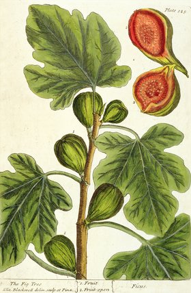 WikiOO.org - دایره المعارف هنرهای زیبا - نقاشی، آثار هنری Elizabeth Blackwell - The Fig Tree