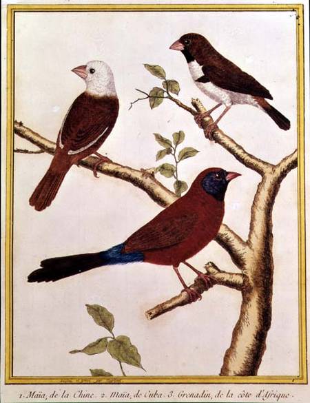 Wikioo.org - The Encyclopedia of Fine Arts - Painting, Artwork by Francois Nicolas Martinet - White-headed Munia, Double Coloured Seed Eater And Violet Eared Waxbill