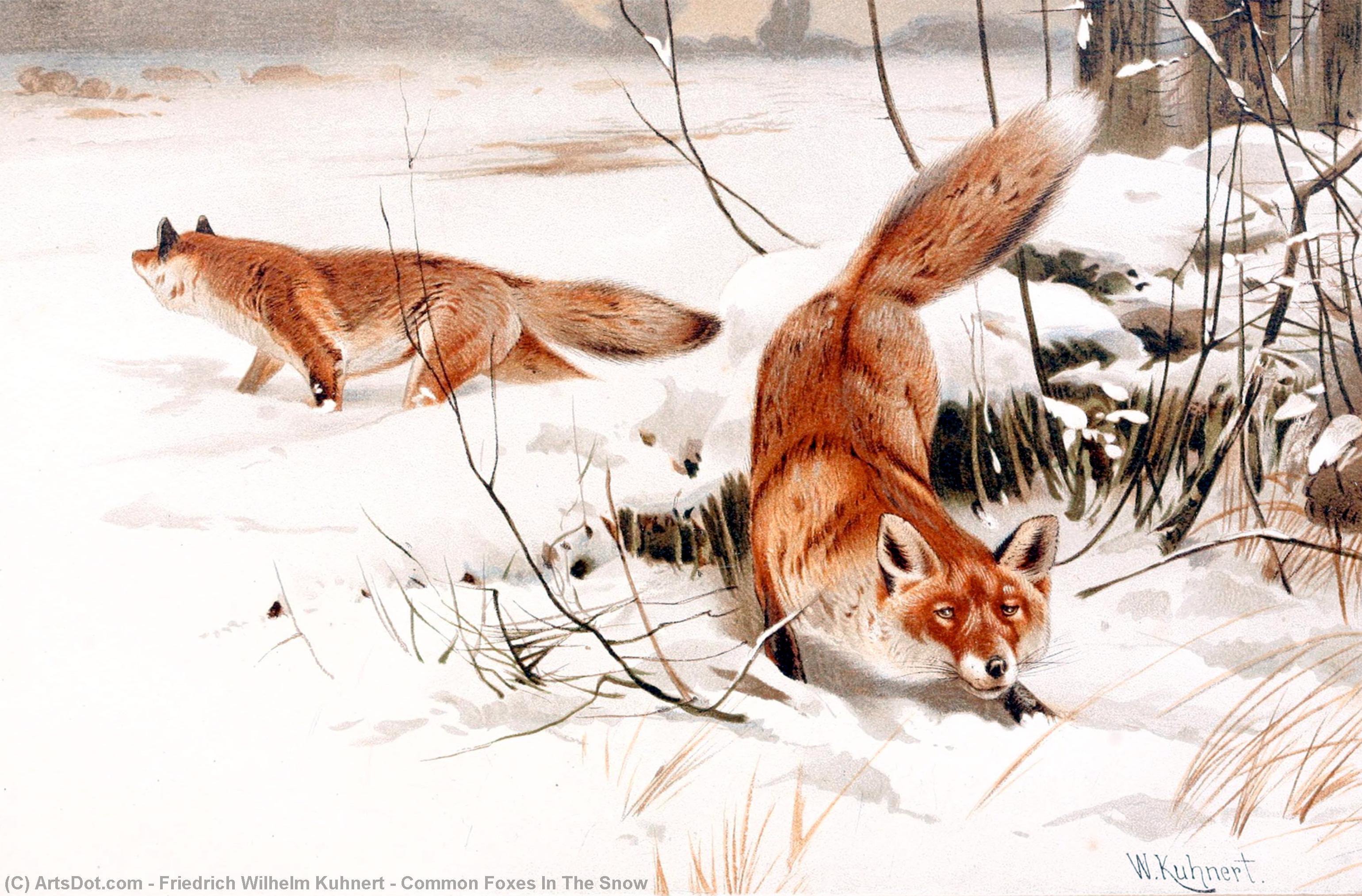Wikioo.org - The Encyclopedia of Fine Arts - Painting, Artwork by Friedrich Wilhelm Kuhnert - Common Foxes In The Snow