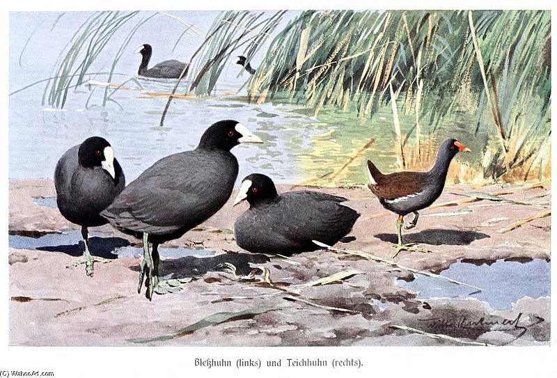 Wikioo.org - The Encyclopedia of Fine Arts - Painting, Artwork by Friedrich Wilhelm Kuhnert - Coots And Moorhen