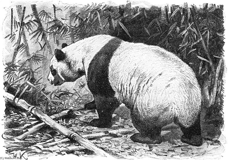 Wikioo.org - The Encyclopedia of Fine Arts - Painting, Artwork by Friedrich Wilhelm Kuhnert - Giant Panda