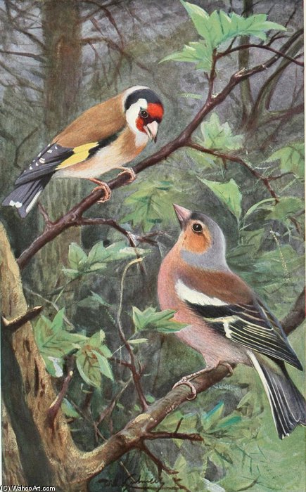 Wikioo.org - The Encyclopedia of Fine Arts - Painting, Artwork by Friedrich Wilhelm Kuhnert - Goldfinch And Chaffinch