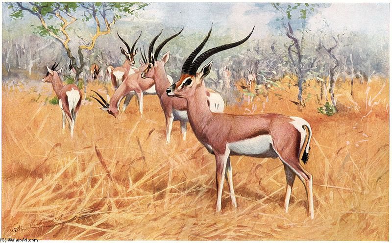 Wikioo.org - The Encyclopedia of Fine Arts - Painting, Artwork by Friedrich Wilhelm Kuhnert - Grant's Gazelle