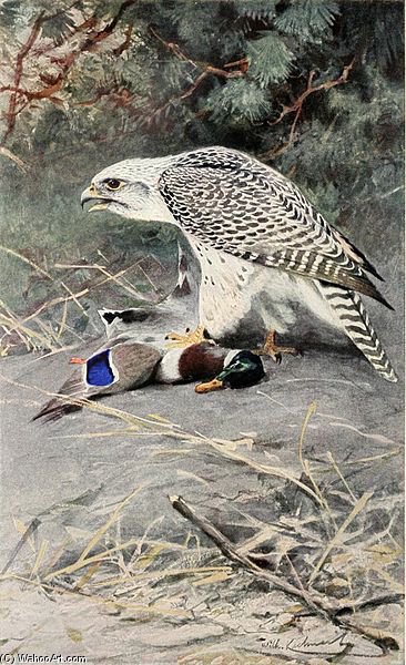 Wikioo.org - The Encyclopedia of Fine Arts - Painting, Artwork by Friedrich Wilhelm Kuhnert - Gyrfalcon
