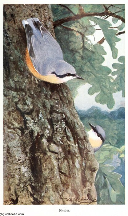 Wikioo.org - The Encyclopedia of Fine Arts - Painting, Artwork by Friedrich Wilhelm Kuhnert - Nuthatch