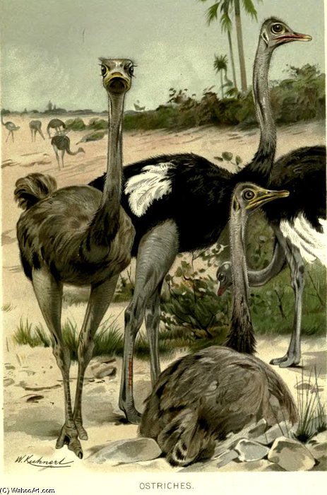 Wikioo.org - The Encyclopedia of Fine Arts - Painting, Artwork by Friedrich Wilhelm Kuhnert - Ostriches Struthio Camelus