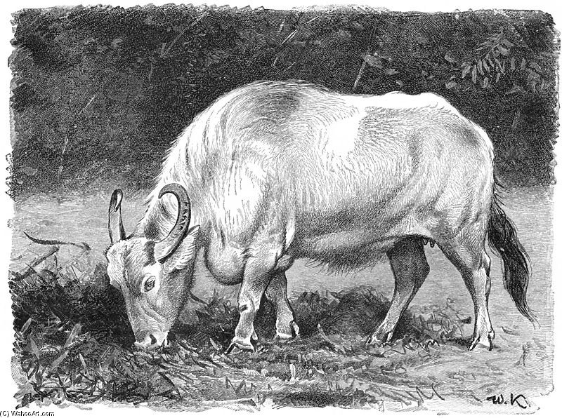 Wikioo.org - The Encyclopedia of Fine Arts - Painting, Artwork by Friedrich Wilhelm Kuhnert - Water Buffalo