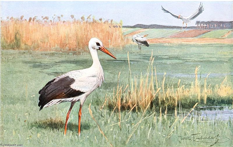 Wikioo.org - The Encyclopedia of Fine Arts - Painting, Artwork by Friedrich Wilhelm Kuhnert - White Stork