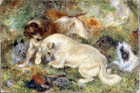 Wikioo.org - The Encyclopedia of Fine Arts - Painting, Artwork by George Armfield (Smith) - Terriers And Rabbits In A Wood