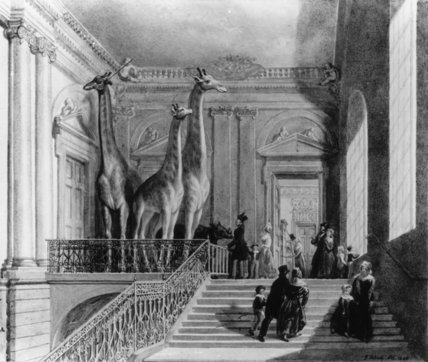 Wikioo.org - Die Enzyklopädie bildender Kunst - Malerei, Kunstwerk von George Johann Scharf (George The Elder Scharf) - Giraffen auf dem Treppe in der britisches museum ,