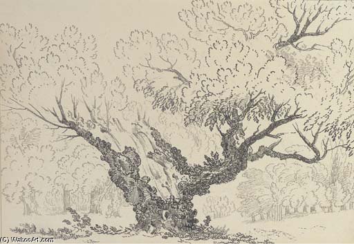 Wikioo.org - The Encyclopedia of Fine Arts - Painting, Artwork by John Claude Nattes - Study Of An Oak Tree, Hyde Park