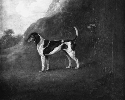 Wikioo.org - The Encyclopedia of Fine Arts - Painting, Artwork by John Nost Sartorius - A Foxhound In A Mountainous Landscape
