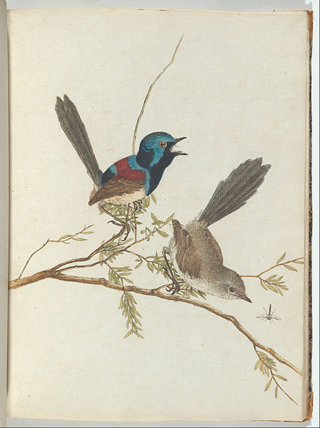 WikiOO.org - Encyclopedia of Fine Arts - Maleri, Artwork John William Lewin - Birds Of New South Wales With Their Natural History -