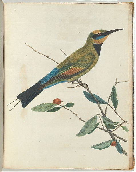 Wikioo.org - The Encyclopedia of Fine Arts - Painting, Artwork by John William Lewin - Mountain Bee Eater