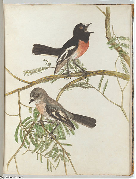 WikiOO.org - Енциклопедия за изящни изкуства - Живопис, Произведения на изкуството John William Lewin - Red Breast Warbler