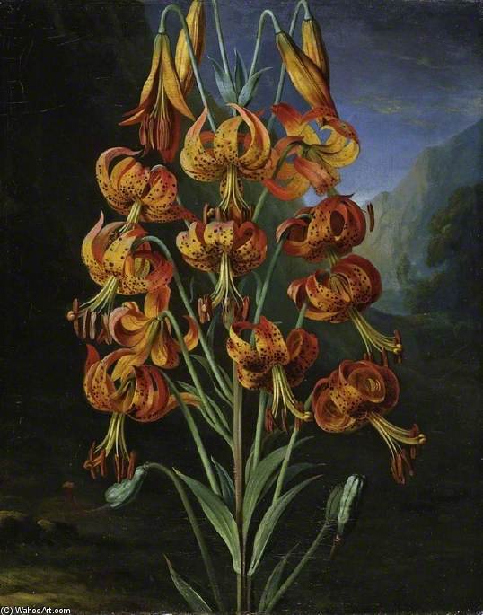Wikioo.org - The Encyclopedia of Fine Arts - Painting, Artwork by George Philip Reinagle - Lilium Superbum