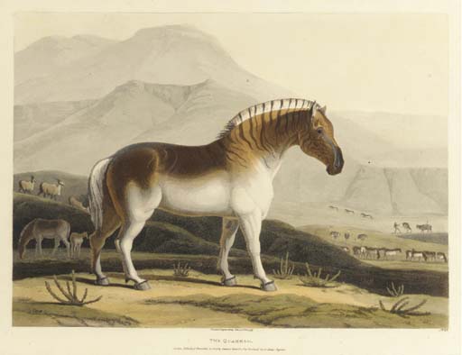WikiOO.org - Enciclopedia of Fine Arts - Pictura, lucrări de artă Samuel Daniell - The Quahkah. No. 15, From African Scenery And Animals