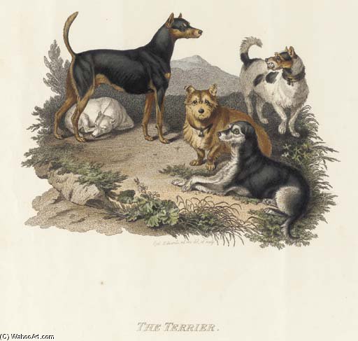 WikiOO.org - Encyclopedia of Fine Arts - Lukisan, Artwork Sydenham Teast Edwards - Canine Breeds