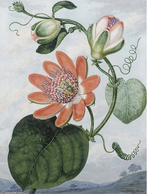 Wikioo.org – La Enciclopedia de las Bellas Artes - Pintura, Obras de arte de Sydenham Teast Edwards - La flor de la pasión roja (passiflora Racemosa)