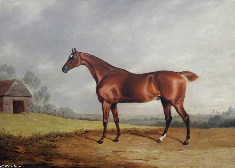 Wikioo.org - The Encyclopedia of Fine Arts - Painting, Artwork by Edwin Cooper - A Chestnut Hunter In A Field