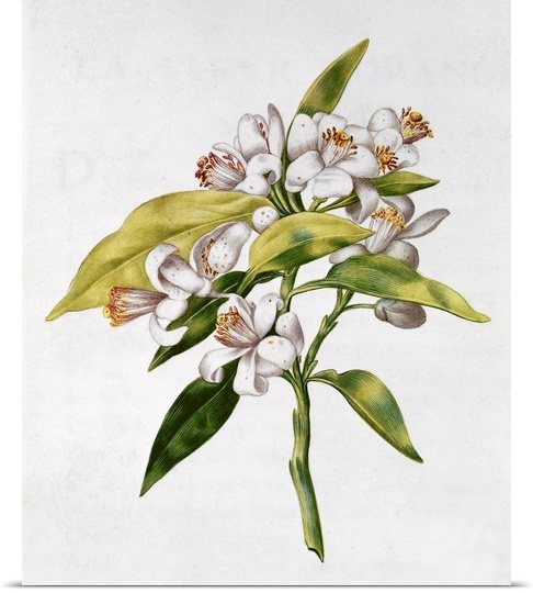 WikiOO.org - Енциклопедия за изящни изкуства - Живопис, Произведения на изкуството Nicolas Robert - Fol.71 Orange Tree Flower, From 'la Guirlande De Julie