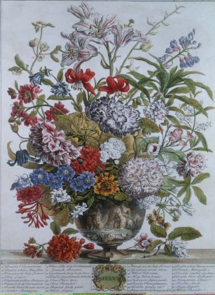 Wikioo.org - The Encyclopedia of Fine Arts - Painting, Artwork by Pieter Casteels Iii - July, From 'twelve Months Of Flowers' By Robert.
