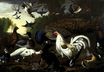 Wikioo.org - The Encyclopedia of Fine Arts - Painting, Artwork by Pieter Casteels - The Fable Of The Raven With A Peacock, Cockerel