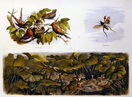 Wikioo.org – L'Enciclopedia delle Belle Arti - Pittura, Opere di Richard Dickie Doyle - di fatto fata paese -