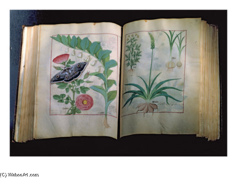 WikiOO.org - Encyclopedia of Fine Arts - Schilderen, Artwork Robinet Testard - Two Pages Depicting Rose And Garlic,