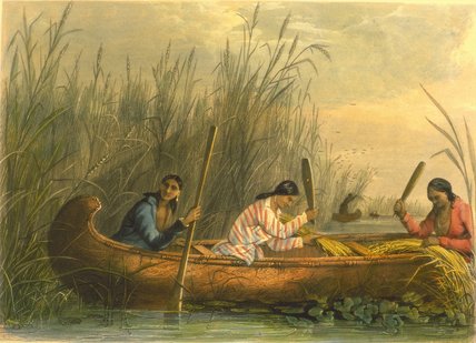 Wikioo.org - The Encyclopedia of Fine Arts - Painting, Artwork by Seth Eastman - Gathering Wild Rice