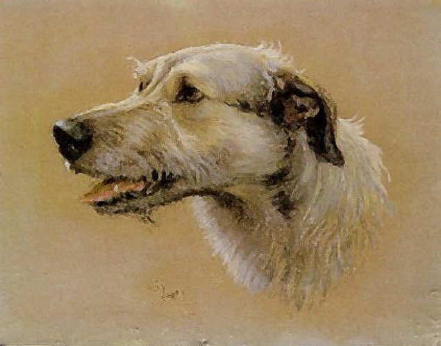 Wikioo.org - The Encyclopedia of Fine Arts - Painting, Artwork by Cecil Charles Aldin - Irish Wolfhound Sir Michael Of Sheppey