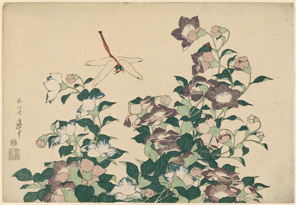 WikiOO.org - Encyclopedia of Fine Arts - Malba, Artwork Katsushika Hokusai - Bellflower And Dragonfly, From An Untitled Series Known As Large Flowers