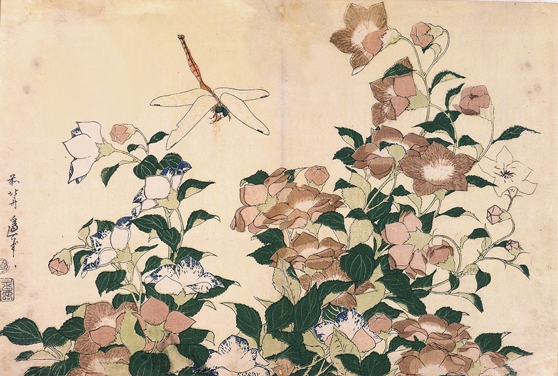 WikiOO.org - Encyclopedia of Fine Arts - Schilderen, Artwork Katsushika Hokusai - Chinese Bellflowers And Dragonfly