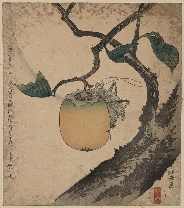 Wikioo.org - The Encyclopedia of Fine Arts - Painting, Artwork by Katsushika Hokusai - Grasshopper Eating Persimmon