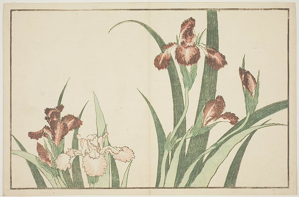 Wikioo.org - The Encyclopedia of Fine Arts - Painting, Artwork by Katsushika Hokusai - Iris