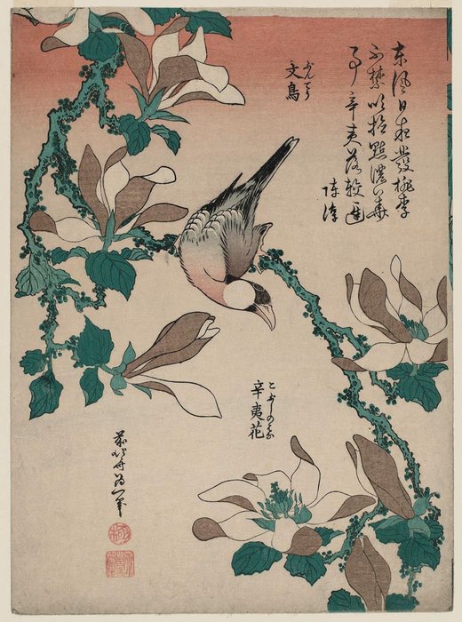 Wikioo.org – L'Encyclopédie des Beaux Arts - Peinture, Oeuvre de Katsushika Hokusai - Moineau de Java Le Magnolia
