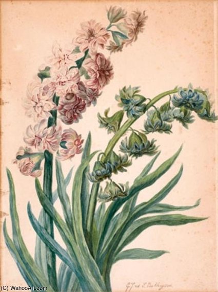 Wikioo.org - The Encyclopedia of Fine Arts - Painting, Artwork by Geraldine Jacoba Van De Sande Bakhuyzen - Botanical Study