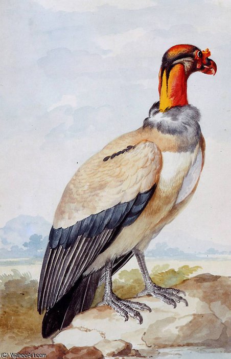Wikioo.org – L'Enciclopedia delle Belle Arti - Pittura, Opere di Aert Schouman - sole condor
