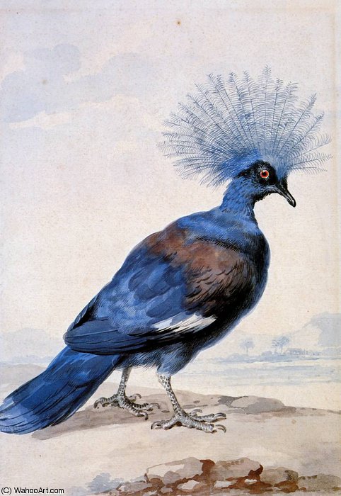Wikoo.org - موسوعة الفنون الجميلة - اللوحة، العمل الفني Aert Schouman - Crowned pigeon Sun